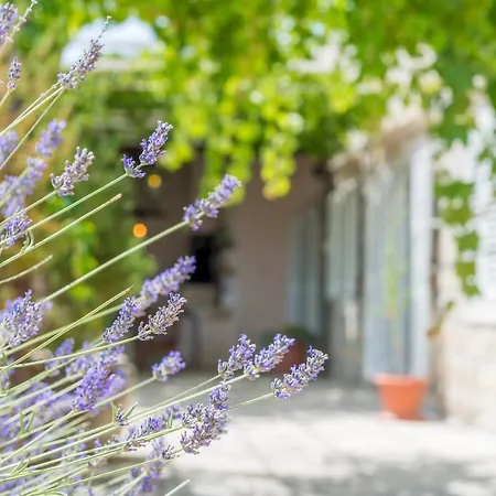 Apartman Midsummer Night's Dream